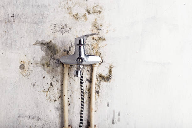 Best Affordable Mold Removal  in Fulshear, TX