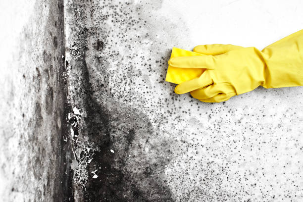Best Residential Mold Removal  in Fulshear, TX
