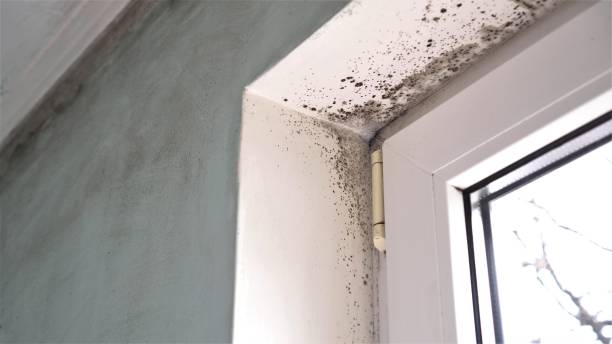 Best Mold Testing  in Fulshear, TX