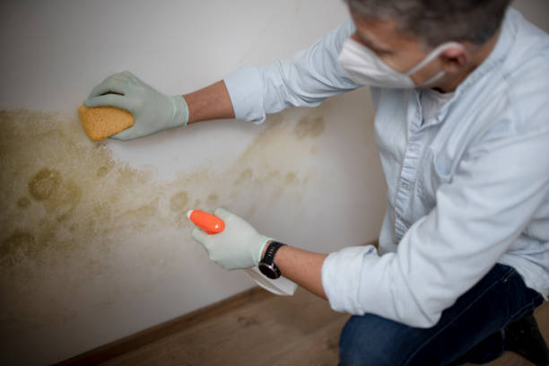 Best Attic Mold Removal  in Fulshear, TX