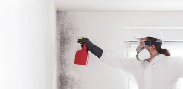 Crawl Space Mold Removal in Fulshear, TX