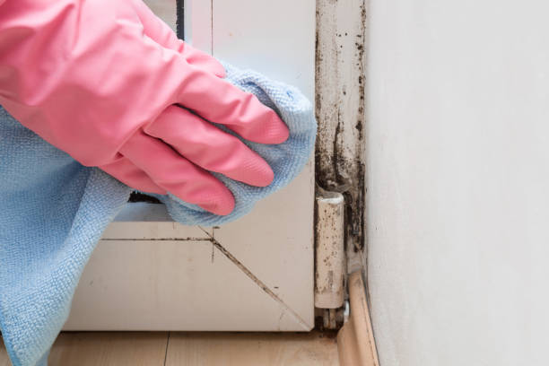 Best Professional Mold Removal  in Fulshear, TX