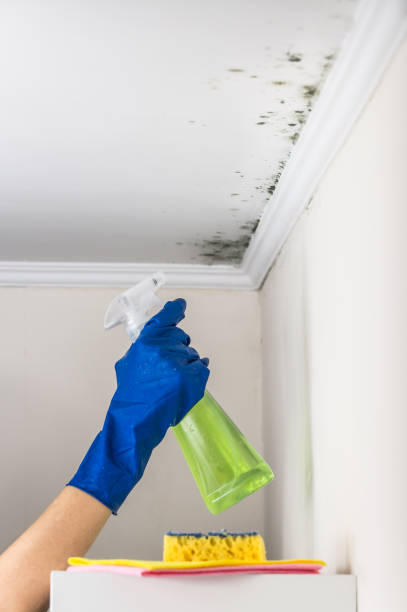 Best Home Mold Removal  in Fulshear, TX