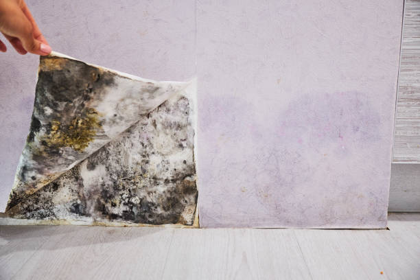 Best Toxic Mold Removal  in Fulshear, TX